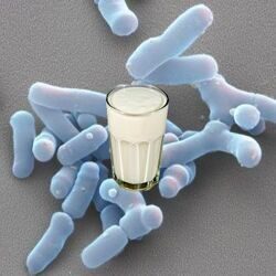 Bifidobacterium longum